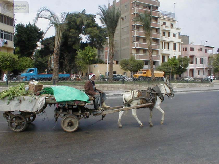 Donkey and Two Carts